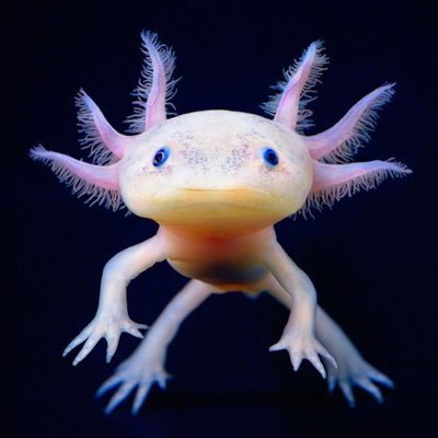 Weird Animals
