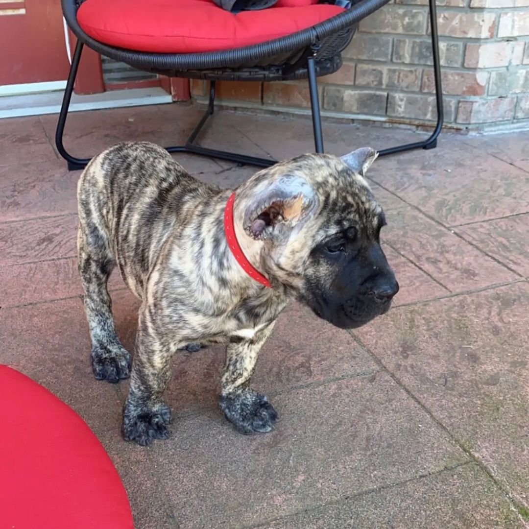 Westcoast_presa_canarios