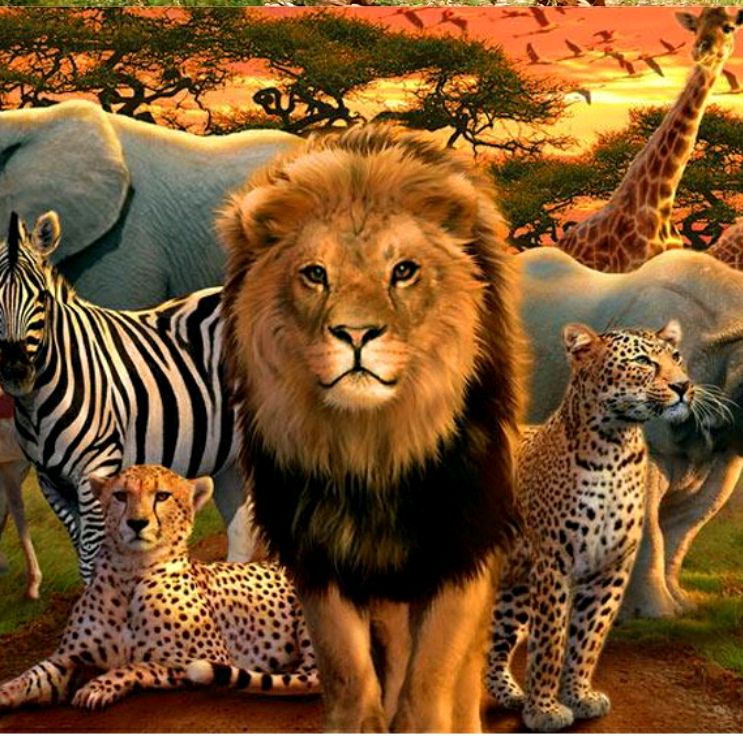 Wild Life