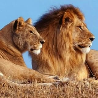 حیات وحش قرمز 🔴