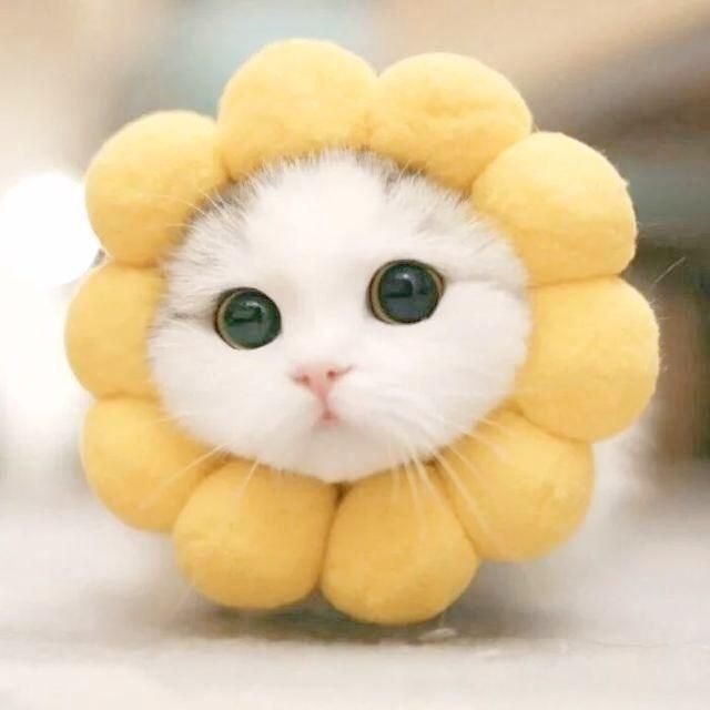 Wilsonleeeasy