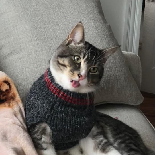 winston naughtypaws