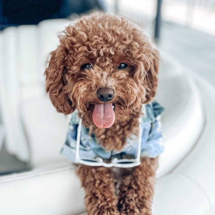Winston the Miniature Dood