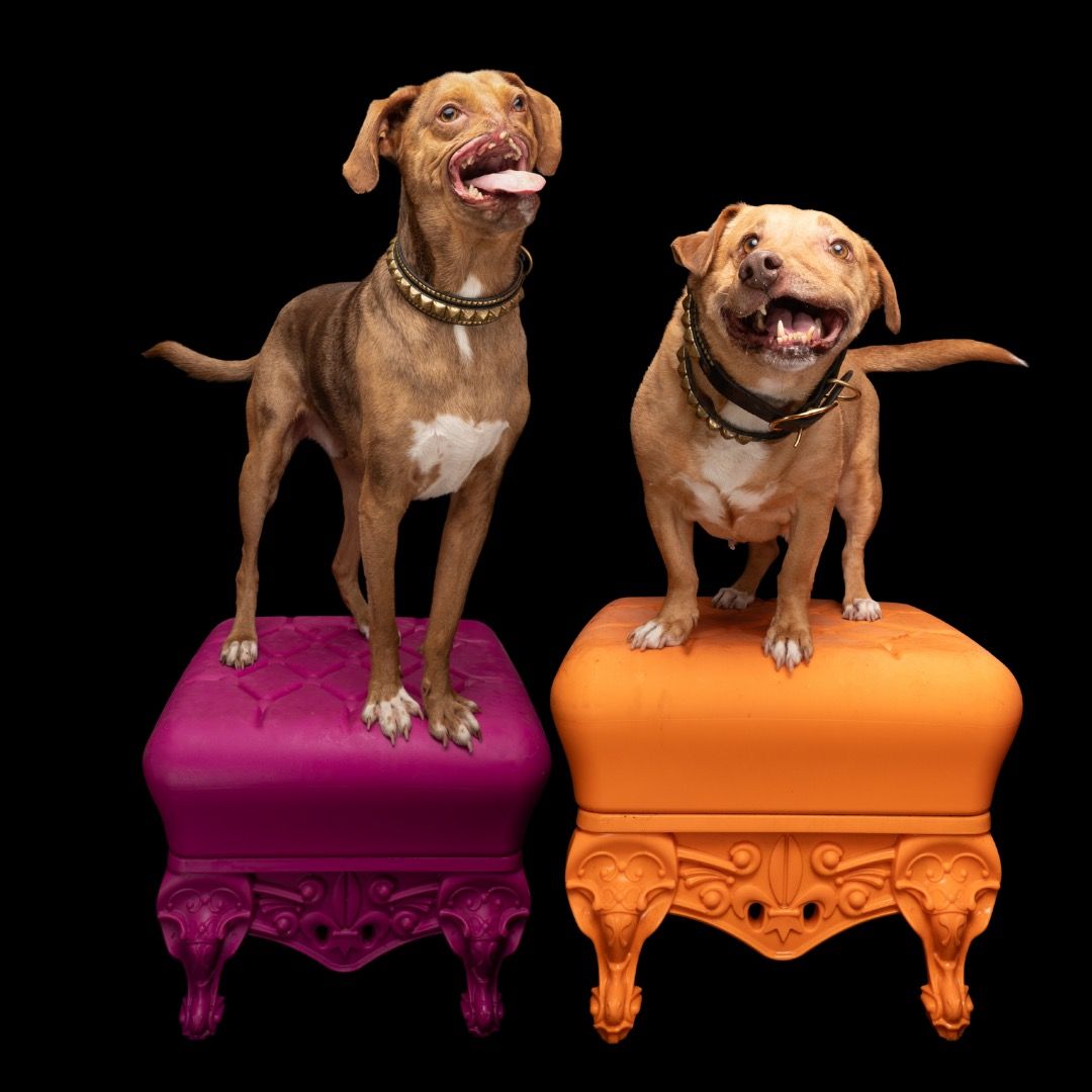 Wonky Dogs Pack