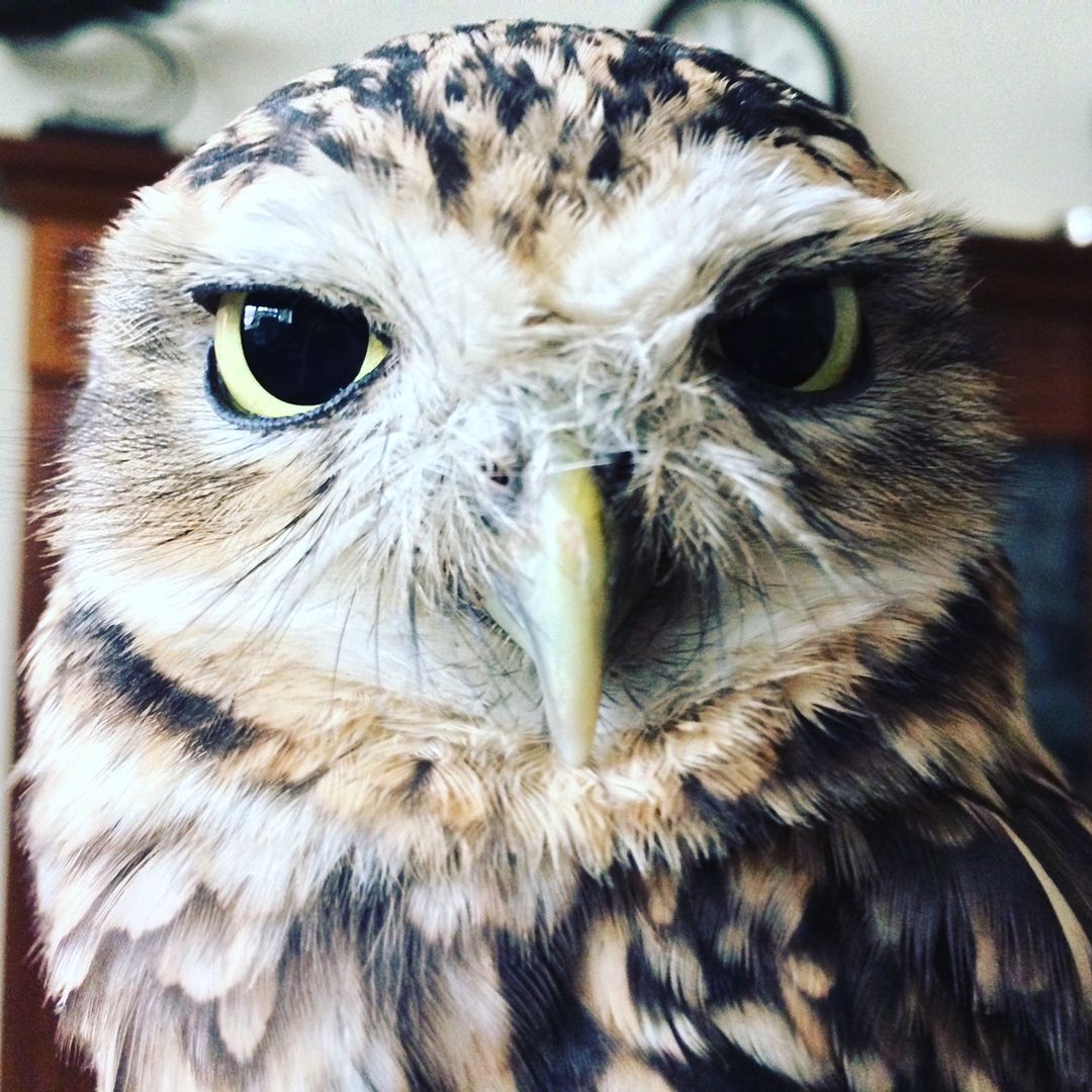 Yaffle the burrowing owl