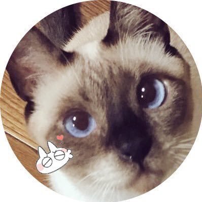 のべ子とシャム猫あずきさん