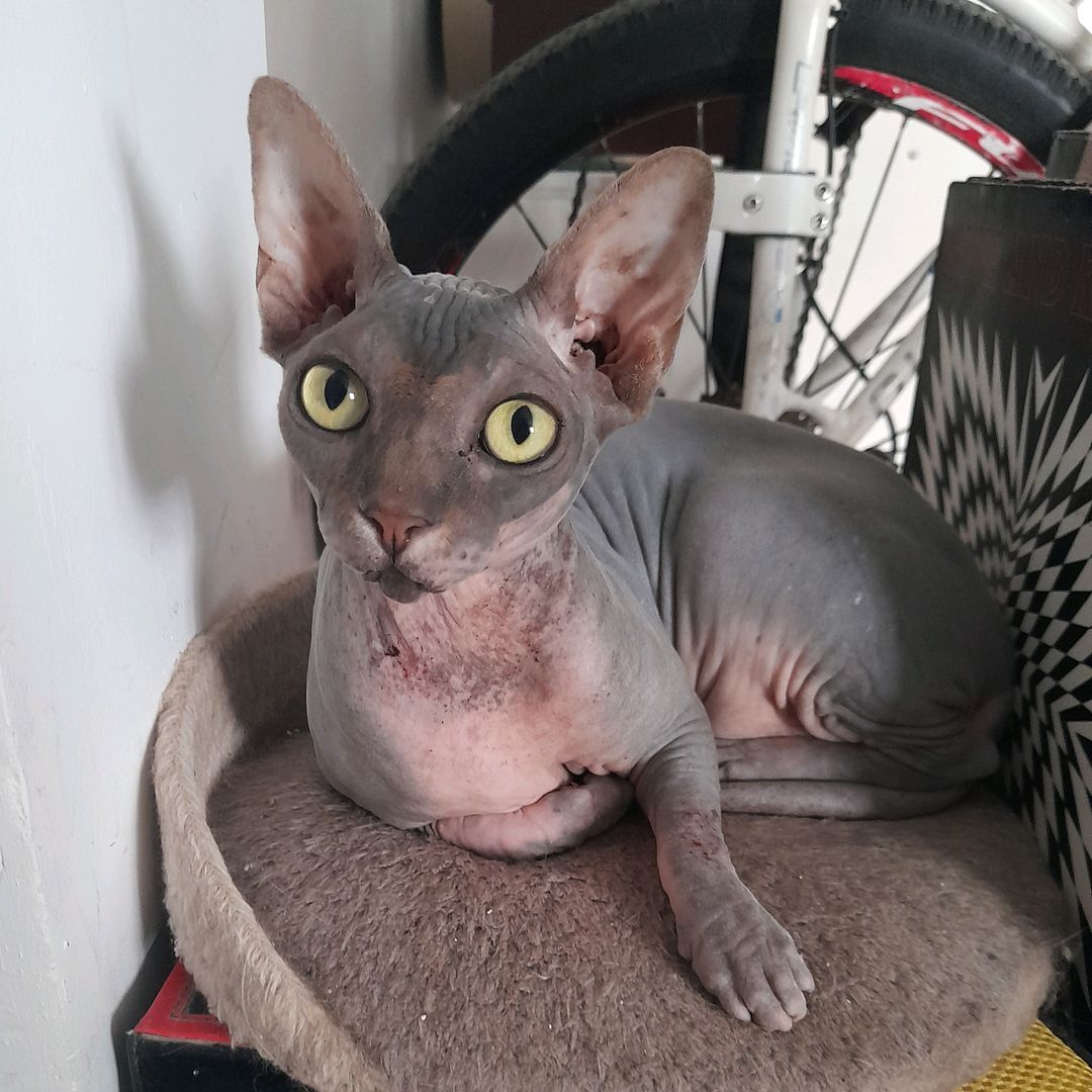 araceli