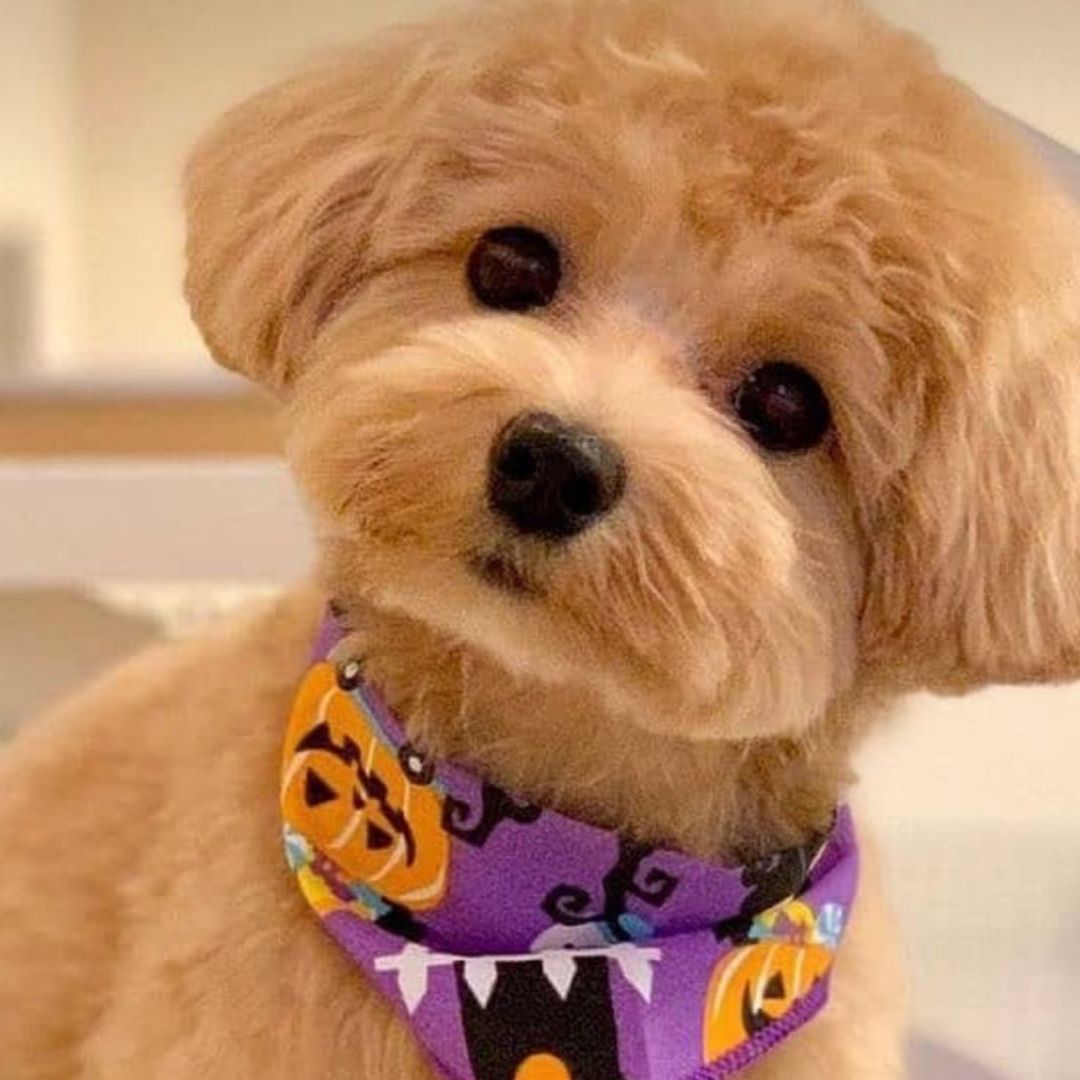 Your pet story