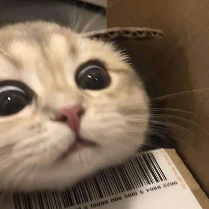 Yunee 3 mái