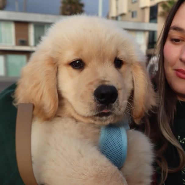 Zebby The Golden Retriever