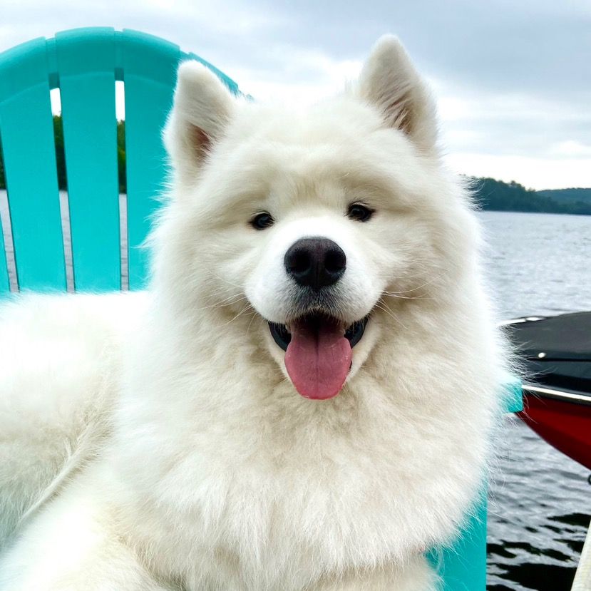 zukothesamoyed